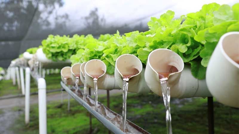 Tipos de Sistemas de Riego para Hidroponía